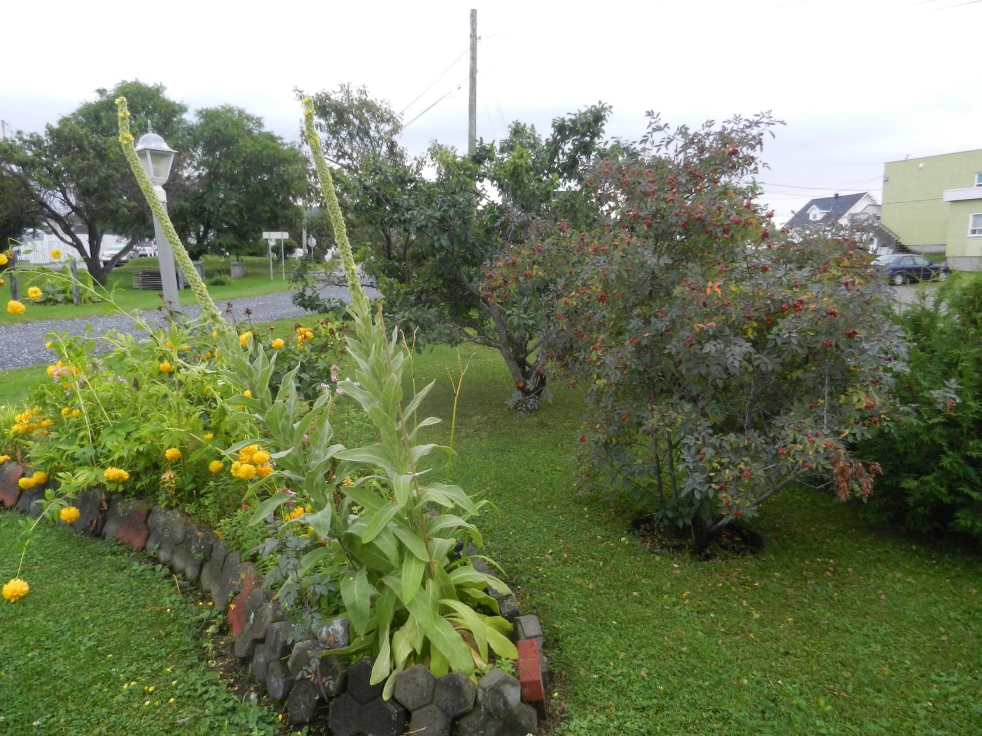 Gite La Ptite Falaise Hebergement Touristique Sainte Anne des Monts ห้อง รูปภาพ